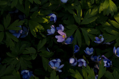 Close-up of purple flowering plants