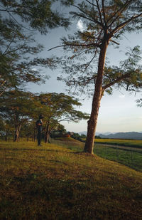 Trees on field against sky