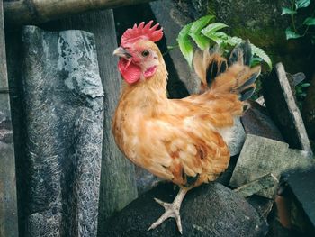 Close-up of rooster