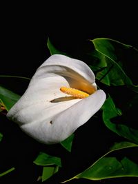 Close-up of white flowering plant against black background