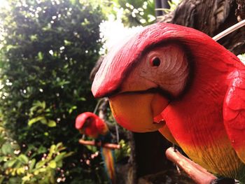 Close-up of parrot perching on tree