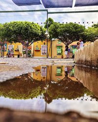 Reflection of trees in puddle