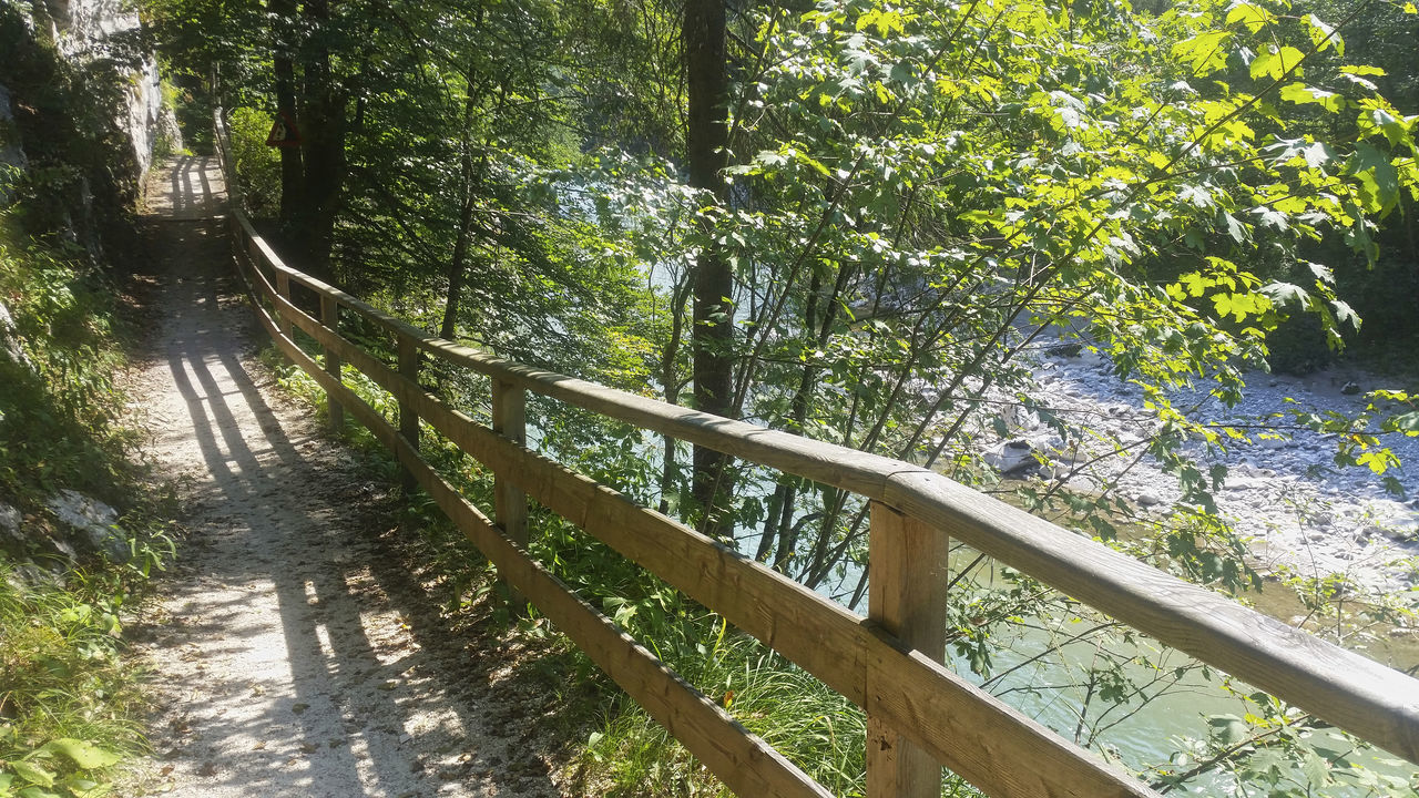 SUNLIGHT FALLING ON RAILING IN FOREST