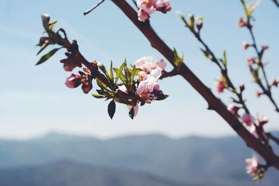 Low angle view of cherry blossom tree