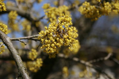Close-up of yellow flowering plant