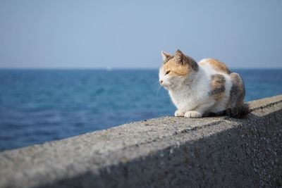 Stray cat on retaining wall