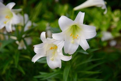 Close-up of white flower