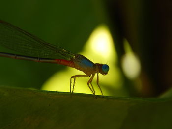 Close-up of damselfly on leaf