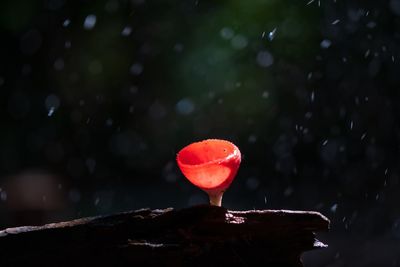 Close-up of red rose on water