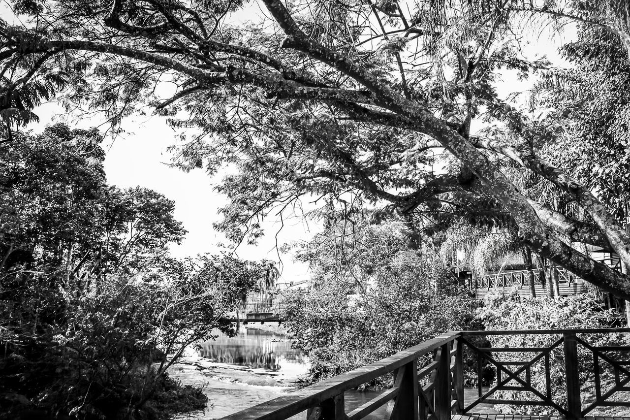 LOW ANGLE VIEW OF BRIDGE OVER TREES IN CITY