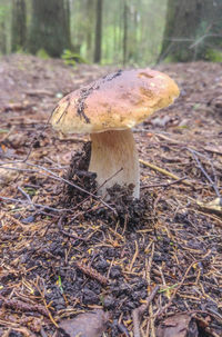 Close-up of mushroom on field