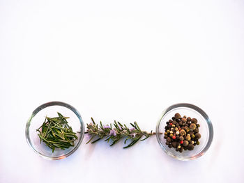 High angle view of plants against white background
