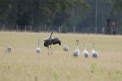 Flock of birds on field