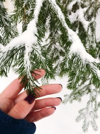 Cropped hand of woman touching branch during winter