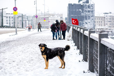 Dog on snow covered road in city during winter