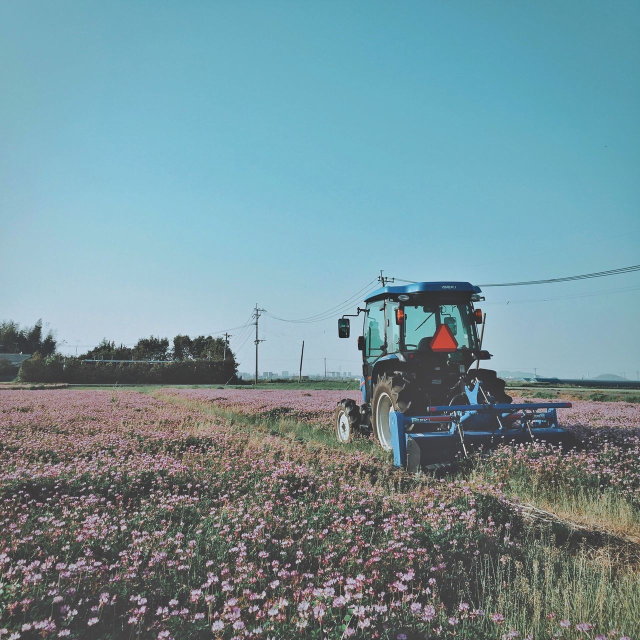 clear sky, copy space, field, flower, blue, plant, rural scene, growth, landscape, built structure, nature, agriculture, building exterior, day, architecture, outdoors, beauty in nature, grass, transportation, fuel and power generation