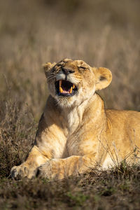 Close-up of young lion cub lying yawning