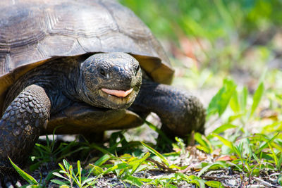 Close-up of turtle on field