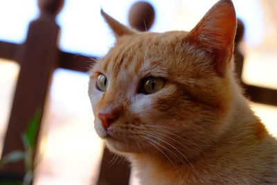 Close-up of cat looking away