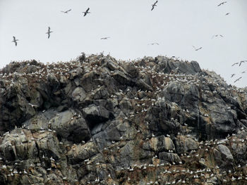 Birds flying over rocks