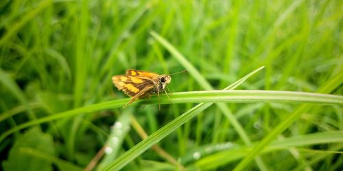 Close-up of butterfly pollinating on grass