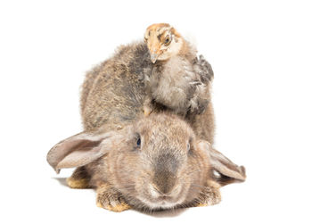 Close-up of a rabbit over white background