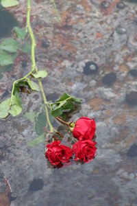 Close-up of red flowers