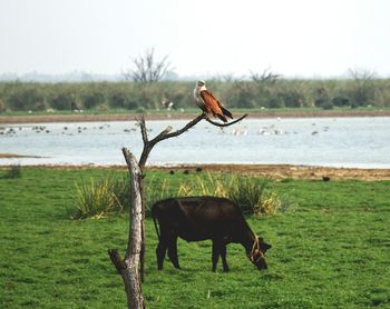 Horse on lake by trees against sky