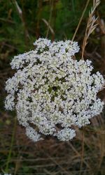 Close-up of white flowers