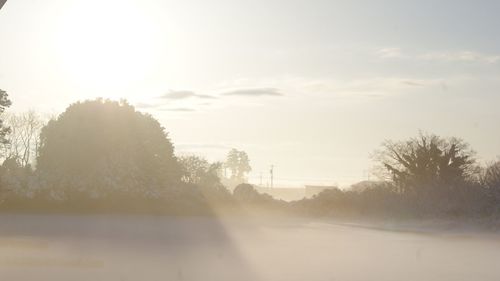 Trees on field against sky during winter