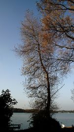 Silhouette tree by sea against sky