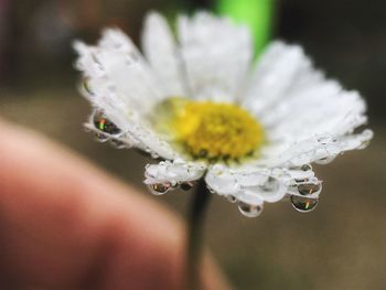 Close-up of water drops on flower