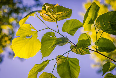 Low angle view of leaves against sky