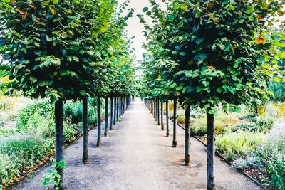 Footpath amidst trees in park