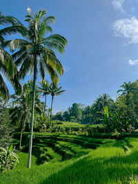 Palm trees on field against sky