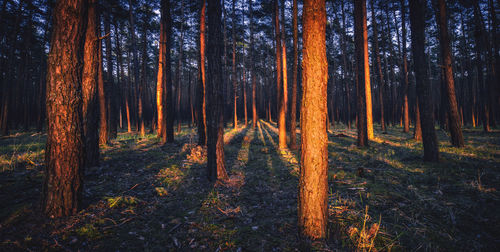 Trees in forest