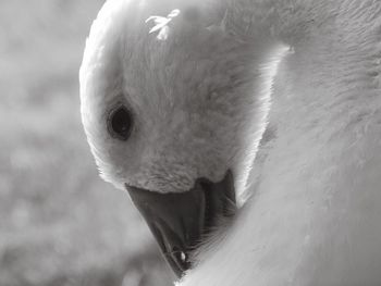 Close-up portrait of white horse