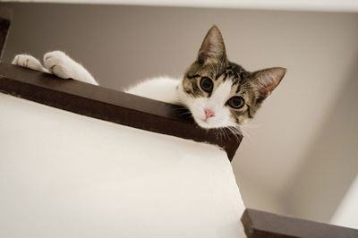 Close-up portrait of cat looking at camera