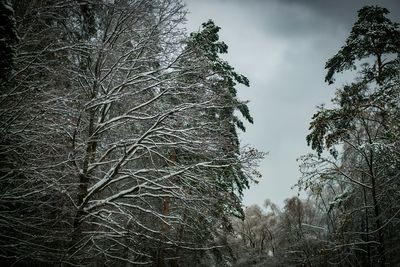 Low angle view of bare trees against sky