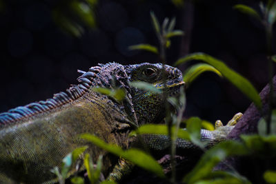 Close-up of lizard on leaf