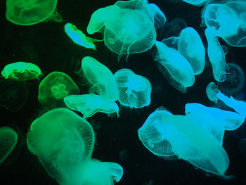 Jellyfish in s.e.a. aquarium singapore