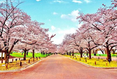 Cherry blossom trees by road against sky