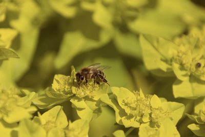 Close-up of bee pollinating on flower