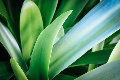 Close-up of succulent plant