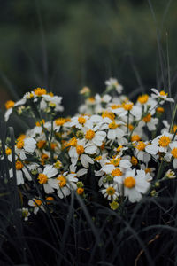 Close-up of white flowers blooming outdoors