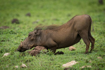 Wild boar on grassy field