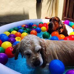 Dog playing with ball