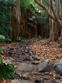 Surface level of trees in forest