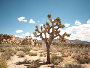 Tree in a desert