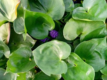 Full frame shot of flowering plants